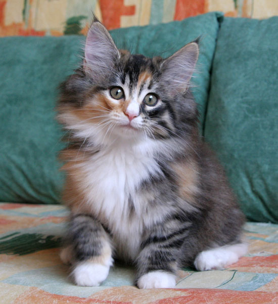 Belle - 10 semaines - 3.jpg