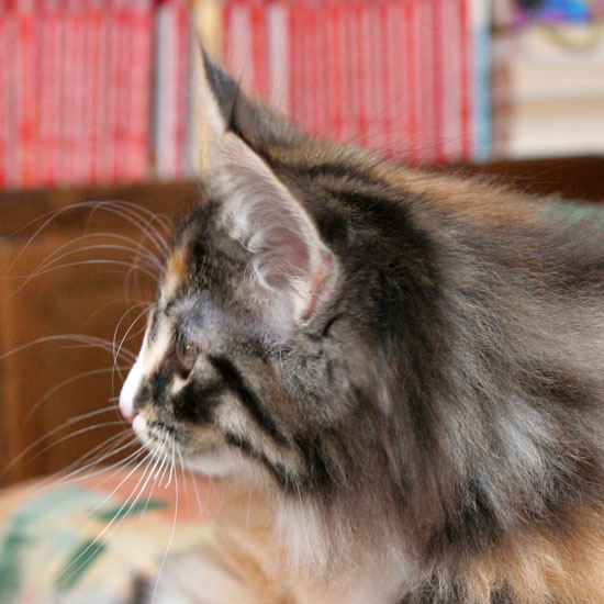 Belle - 10 semaines - profil.jpg