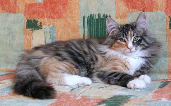 Belle - 4 mois - 2.jpg