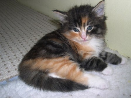 Belle - 5 semaines.jpg