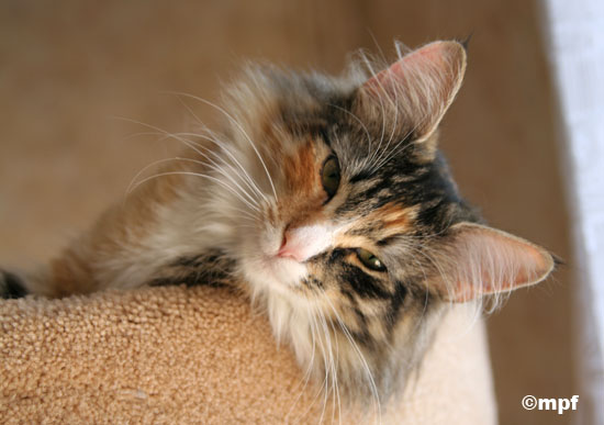 Belle - avril 2007.jpg