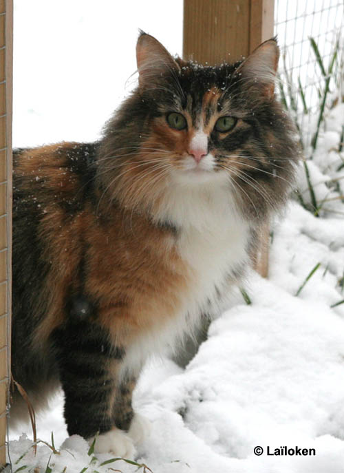 Belle - fevrier 2009.jpg