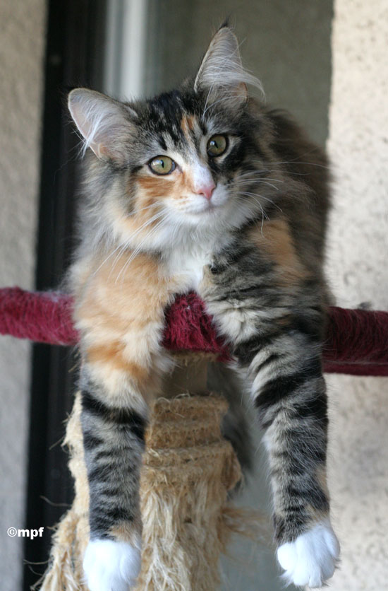 Belle - janvier 2007 - balcon.jpg