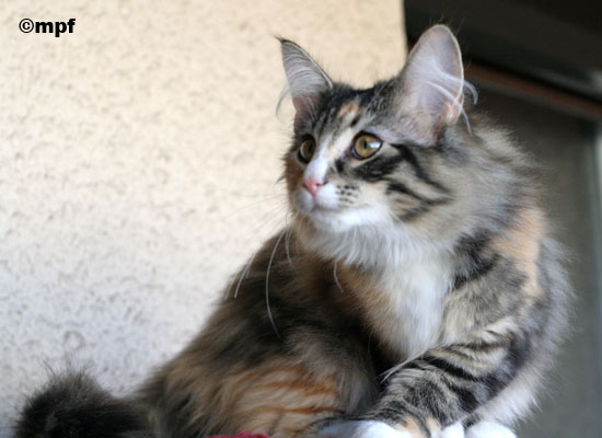 Belle - janvier 2007 - regarde.jpg