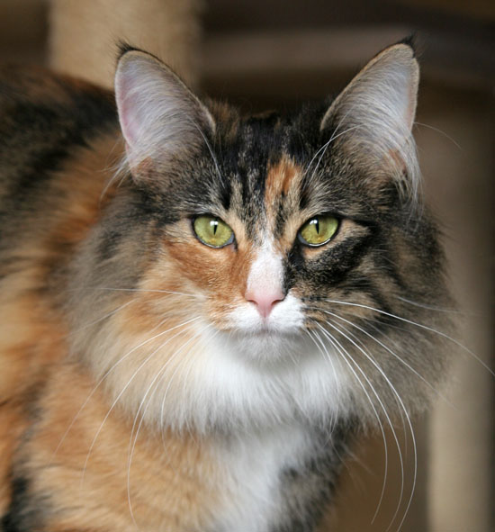 Belle - janvier 2008 - portrait.jpg