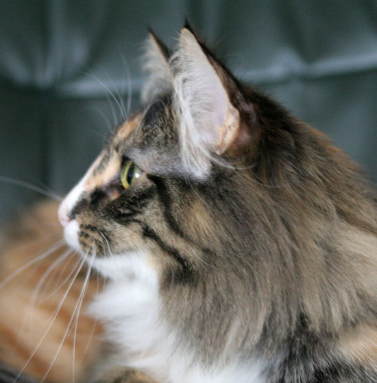 Belle - janvier 2008 - profil.jpg