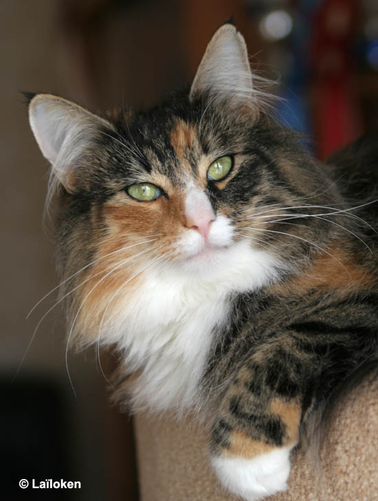 Belle - janvier 2009 - face.jpg