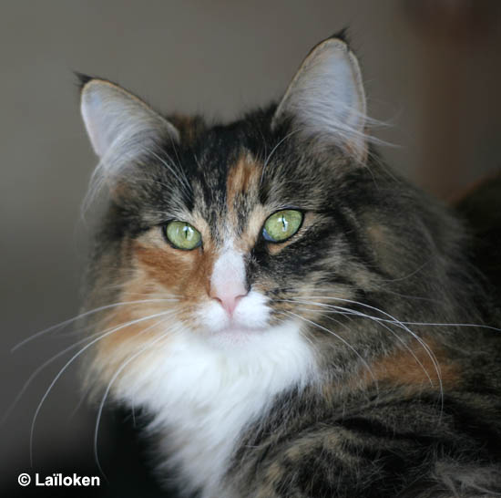 Belle - janvier 2009 - portrait.jpg