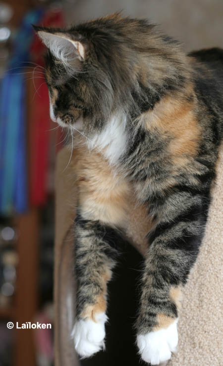 Belle - janvier 2009 - profil.jpg