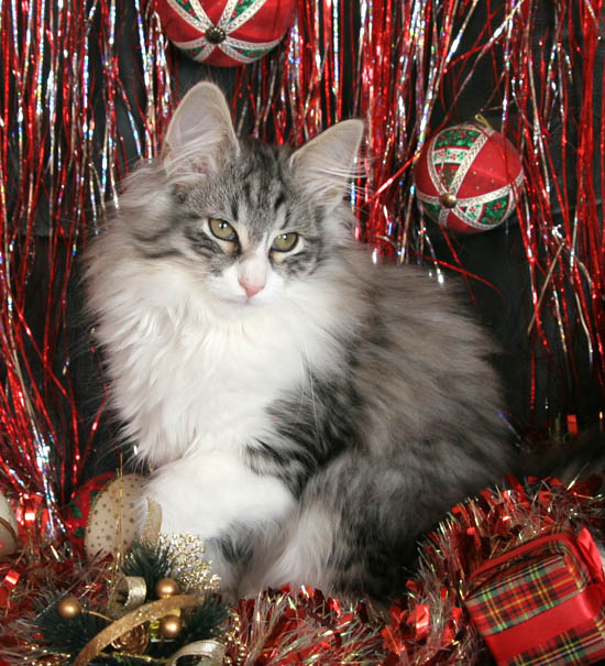 caife - noel 2007 - 3.jpg