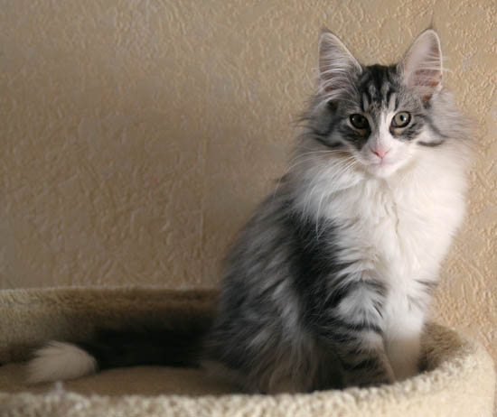 calife - 12 semaines - assis.jpg