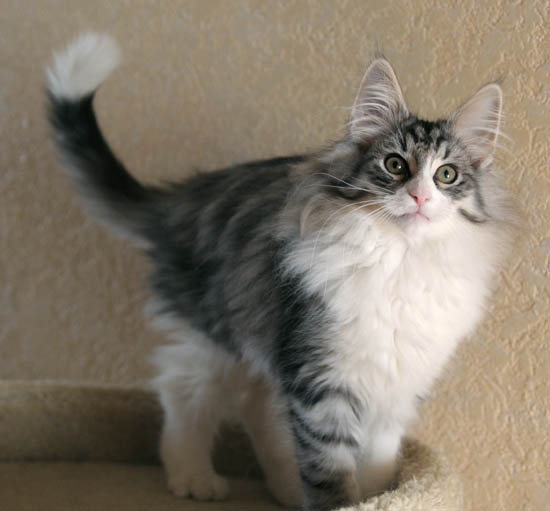 calife - 12 semaines - debout.jpg