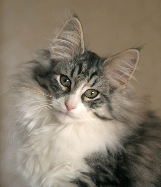 calife - 12 semaines - portrait.jpg