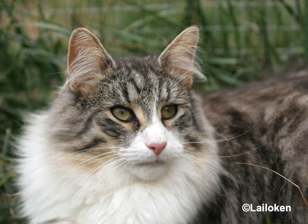 calife - aout 2008 - portrait 2.jpg