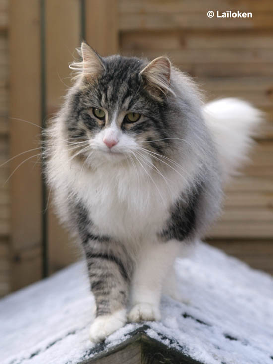 calife - fervier 2009.jpg