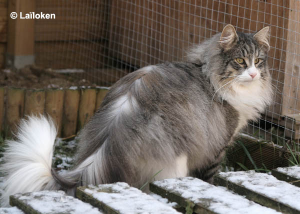 calife - fevrier 2009 - neige 2.jpg