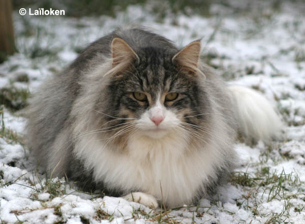 calife - fevrier 2009 - neige.jpg