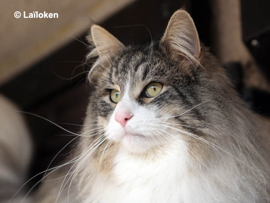 calife - fevrier 2009 - portrait.jpg