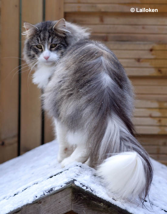 calife - fevrier 2009 - regard.jpg