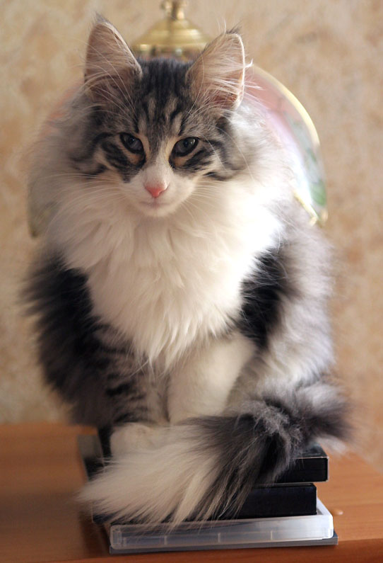 calife - janvier 2008.jpg