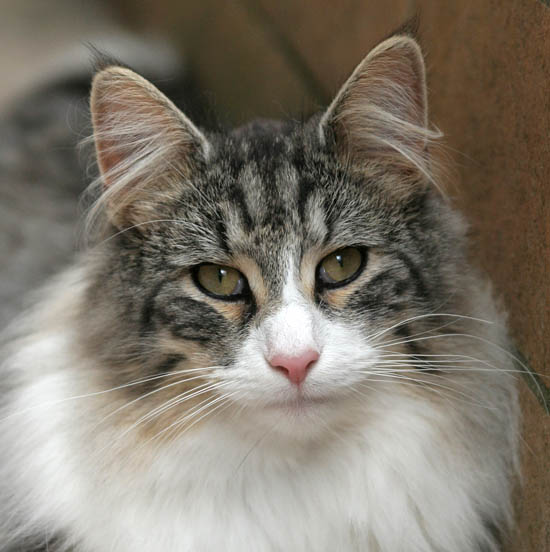 calife - juin 2008 - portrait 2.jpg