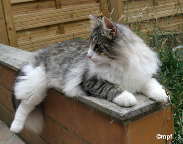 calife - juin 2008 - profil 2.jpg