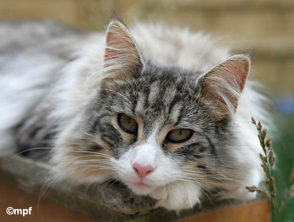 calife - juin 2008 - regard.jpg