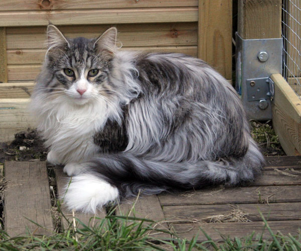 calife - mars 2008 - jardin.jpg