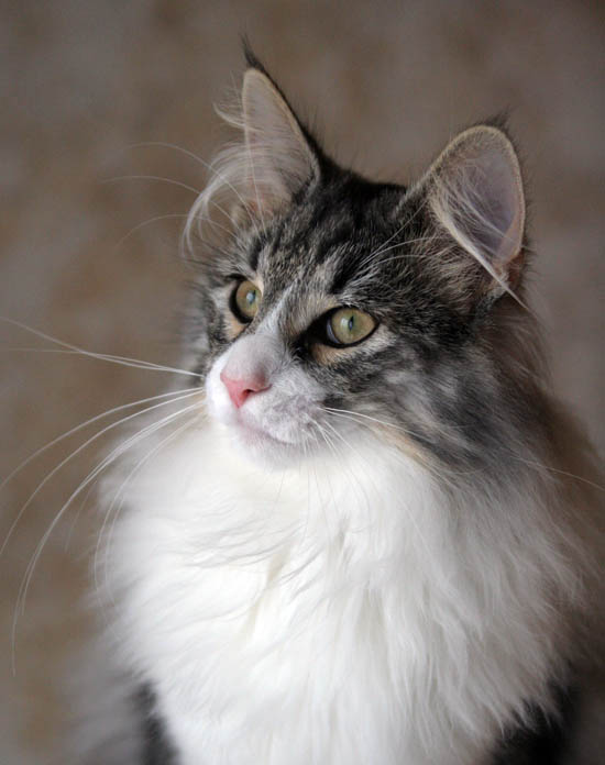 calife - mars 2008 - portrait.jpg