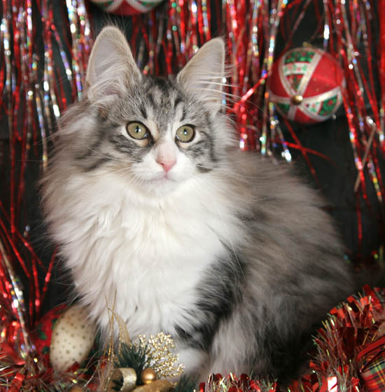 calife - noel 2007 - 2.jpg