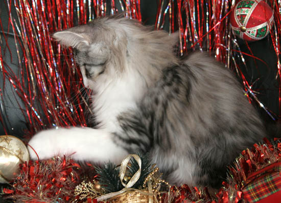 calife - noel 2007.jpg