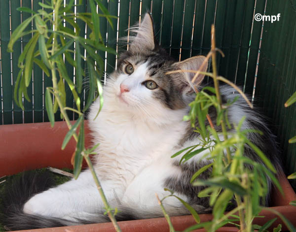 dazzling - 3 mois et demi - verdure.jpg