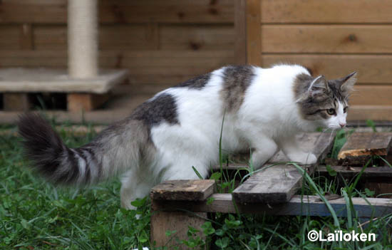 dazzling - 5 mois - chasse.jpg