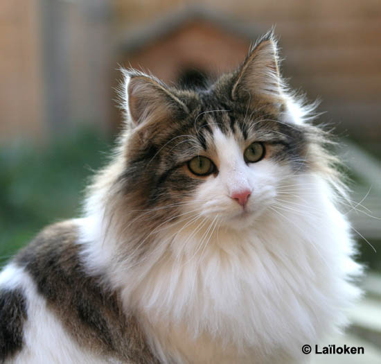 dazzling - 9 mois - portrait contre jour.jpg