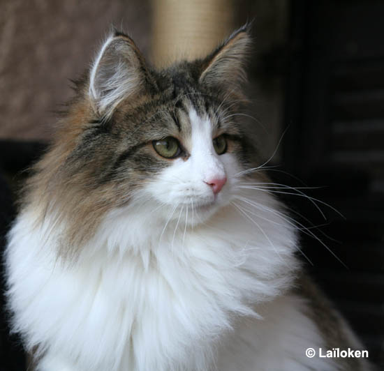 dazzling - 9 mois - portrait.jpg