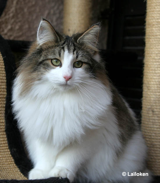 dazzling - 9 mois.jpg