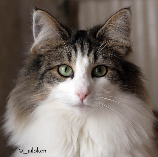 dazzling - decembre 2009 - portrait.jpg