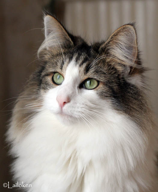 dazzling - decembre 2009 - regard.jpg