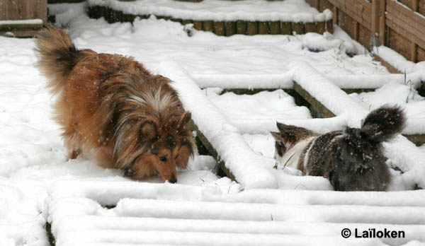 dazzling - fevrier 2009 - avec Chess.jpg