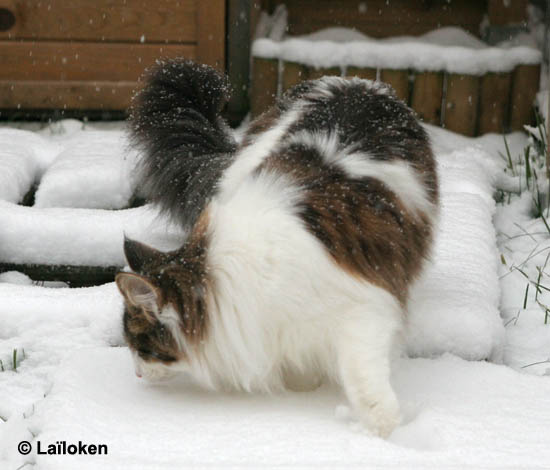 dazzling - fevrier 2009 - neige.jpg