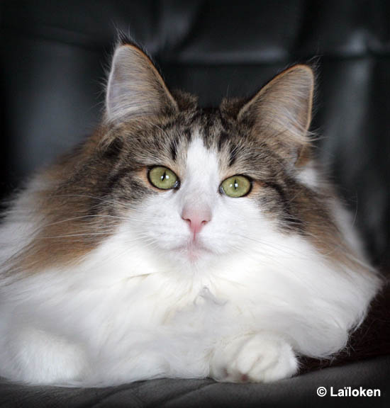 dazzling - janvier 2009 - portrait.jpg