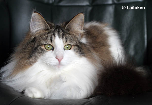 dazzling - janvier 2009.jpg