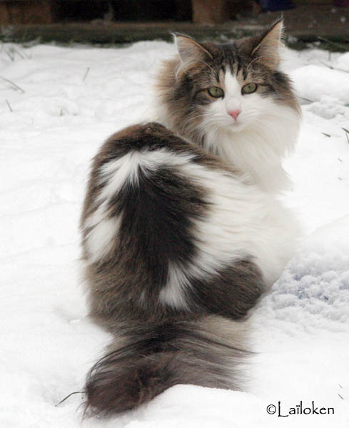 dazzling - janvier 2010 - 2.jpg