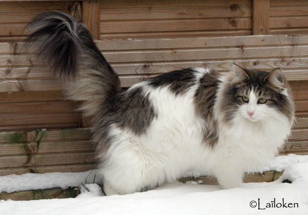 dazzling - janvier 2010 - neige jpg.jpg