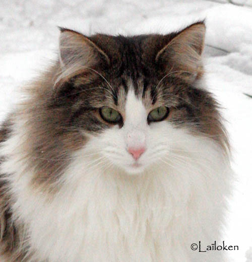 dazzling - janvier 2010 - portrait.jpg