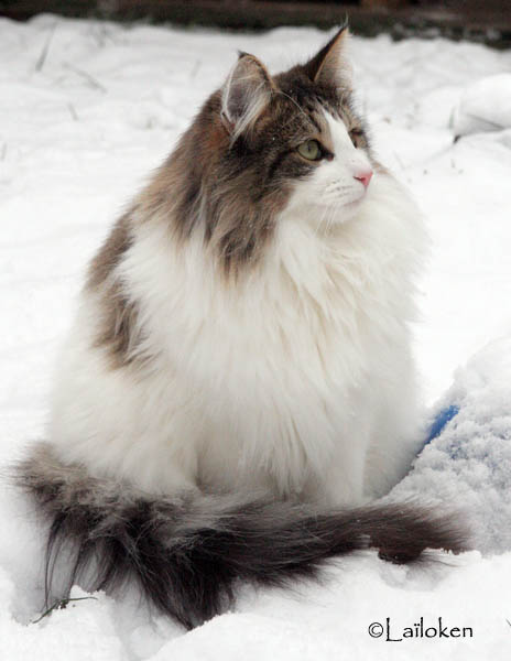 dazzling - janvier 2010_regarde.jpg