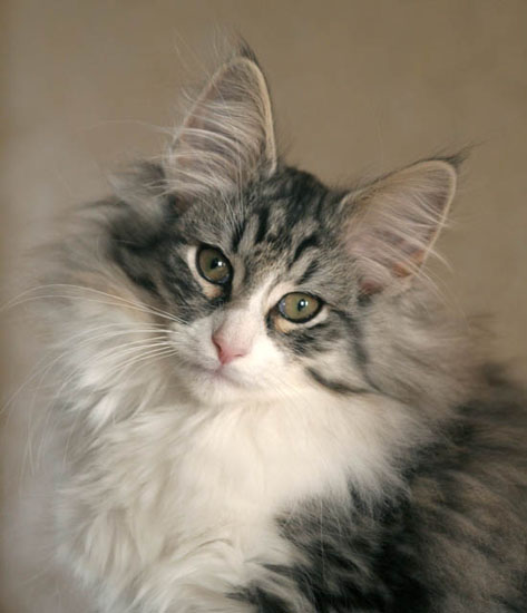 2007-12-calife portrait2-12semaines