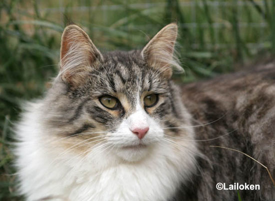 2008-08-calife-portrait3