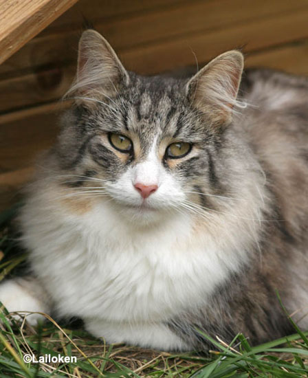 calife_0808_portrait2