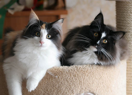 piero - 5 mois - avec Calypso.jpg